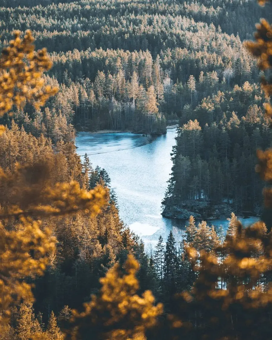 Skog og elv sett ovenfra